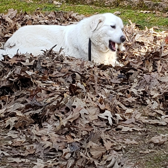 Meet your Posher, Tamara - Picture 6 of 11